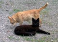 14_panther_und_fuchs.jpg